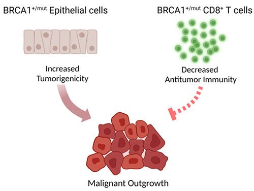 BRCA1 cells developing into a malignant outgrowth