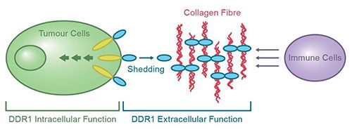 Interaction between Tumour cells, Collagen Fibers, and Immune cells